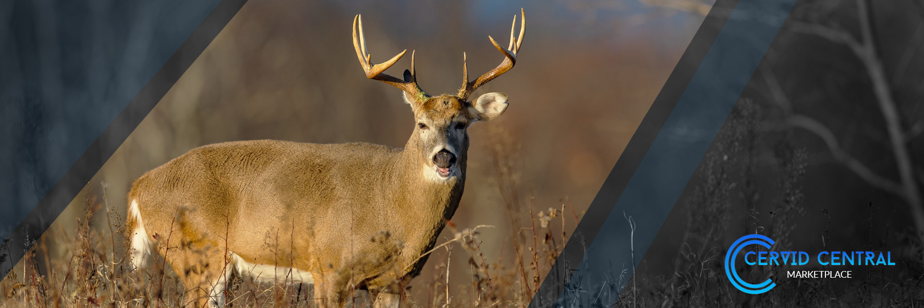 grapgic-01.jpg?1762530286982