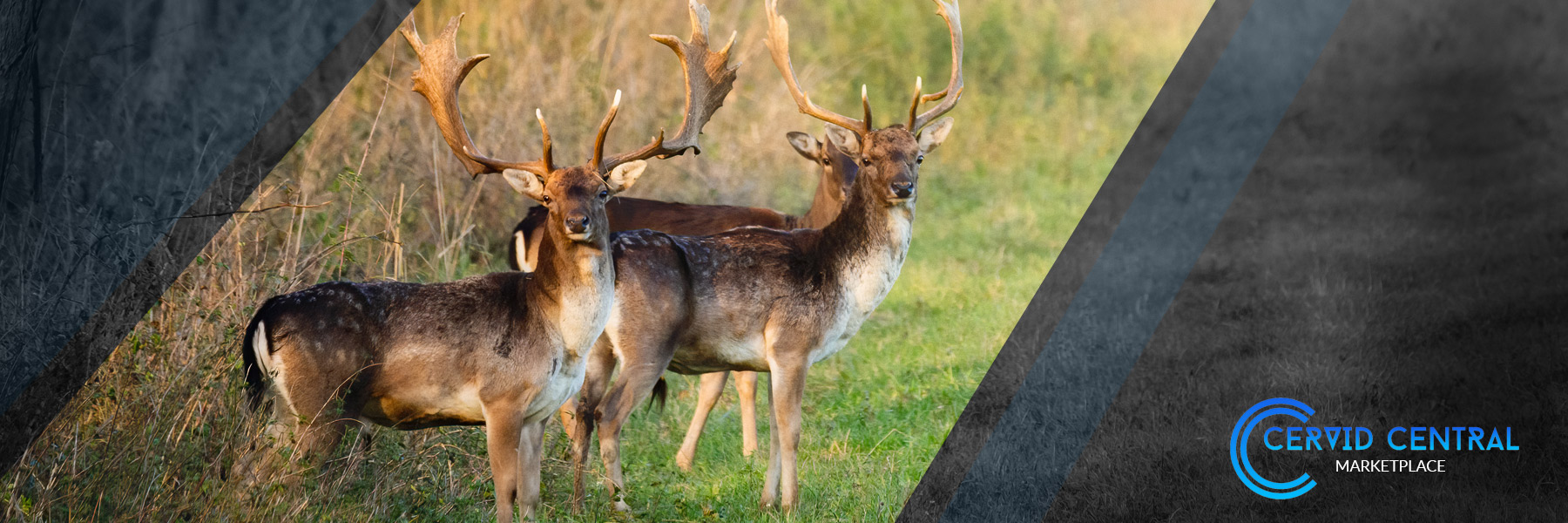 graphic-03.jpg?1766182725192